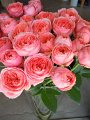 Rosa Romantic Antique